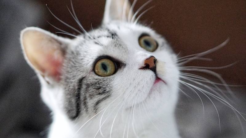 f:id:goolegleu:20190128212445j:plain f:id:goolegleu:20190128212445j:plain