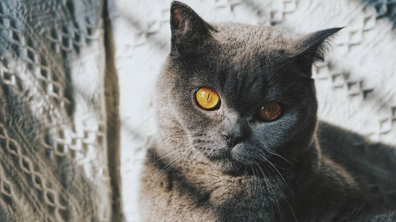 f:id:goolegleu:20190128212446j:plain f:id:goolegleu:20190128212446j:plain