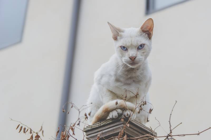 f:id:goolegleu:20190128212447j:plain f:id:goolegleu:20190128212447j:plain