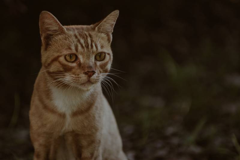 f:id:goolegleu:20190128212456j:plain f:id:goolegleu:20190128212456j:plain