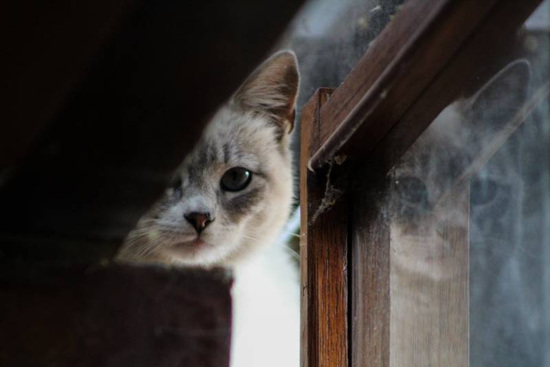 f:id:goolegleu:20190128212458j:plain f:id:goolegleu:20190128212458j:plain