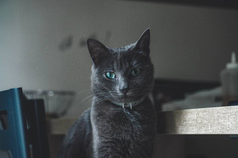 f:id:goolegleu:20190128212459j:plain f:id:goolegleu:20190128212459j:plain