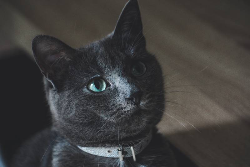 f:id:goolegleu:20190128212500j:plain f:id:goolegleu:20190128212500j:plain