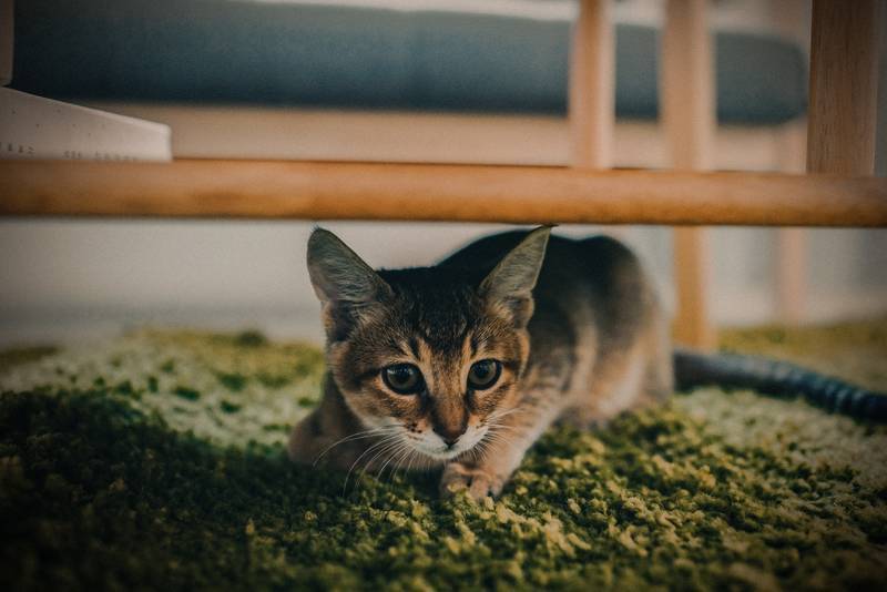 f:id:goolegleu:20190128212503j:plain f:id:goolegleu:20190128212503j:plain