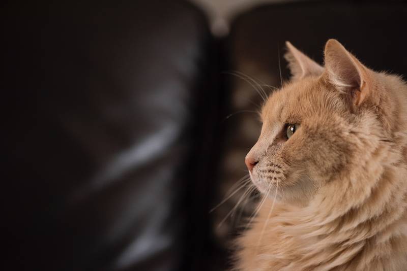 f:id:goolegleu:20190128212510j:plain f:id:goolegleu:20190128212510j:plain