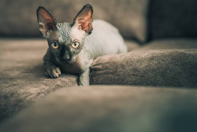 f:id:goolegleu:20190128212512j:plain f:id:goolegleu:20190128212512j:plain