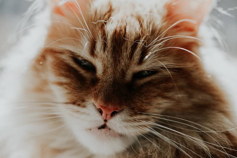 f:id:goolegleu:20190128212513j:plain f:id:goolegleu:20190128212513j:plain