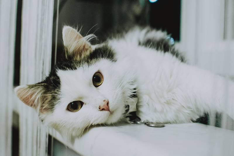 f:id:goolegleu:20190128212514j:plain f:id:goolegleu:20190128212514j:plain