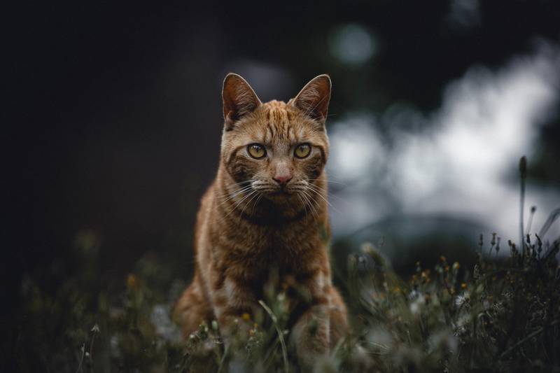 f:id:goolegleu:20190128212515j:plain f:id:goolegleu:20190128212515j:plain
