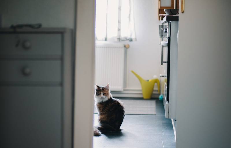 f:id:goolegleu:20190128212516j:plain f:id:goolegleu:20190128212516j:plain