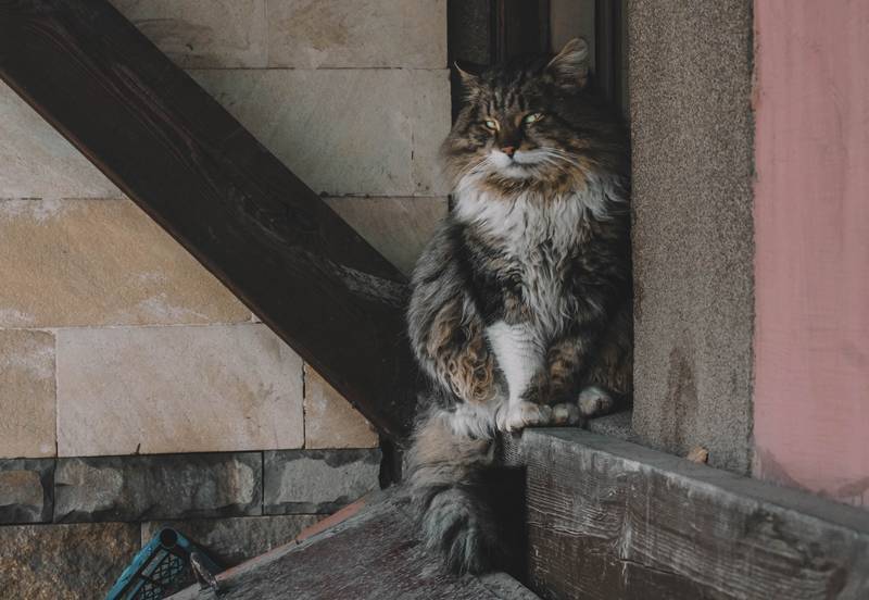 f:id:goolegleu:20190128212517j:plain f:id:goolegleu:20190128212517j:plain