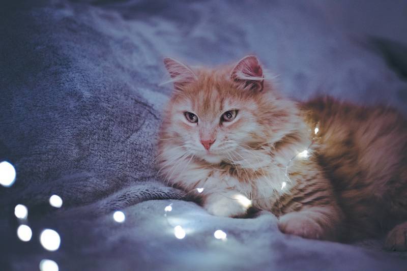 f:id:goolegleu:20190128212525j:plain f:id:goolegleu:20190128212525j:plain