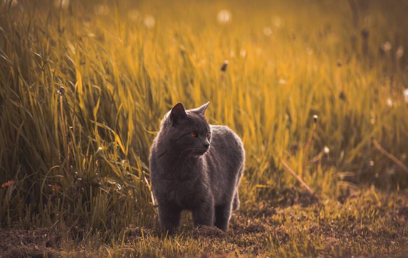 f:id:goolegleu:20190128212527j:plain f:id:goolegleu:20190128212527j:plain