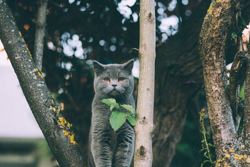 f:id:goolegleu:20190128212528j:plain f:id:goolegleu:20190128212528j:plain