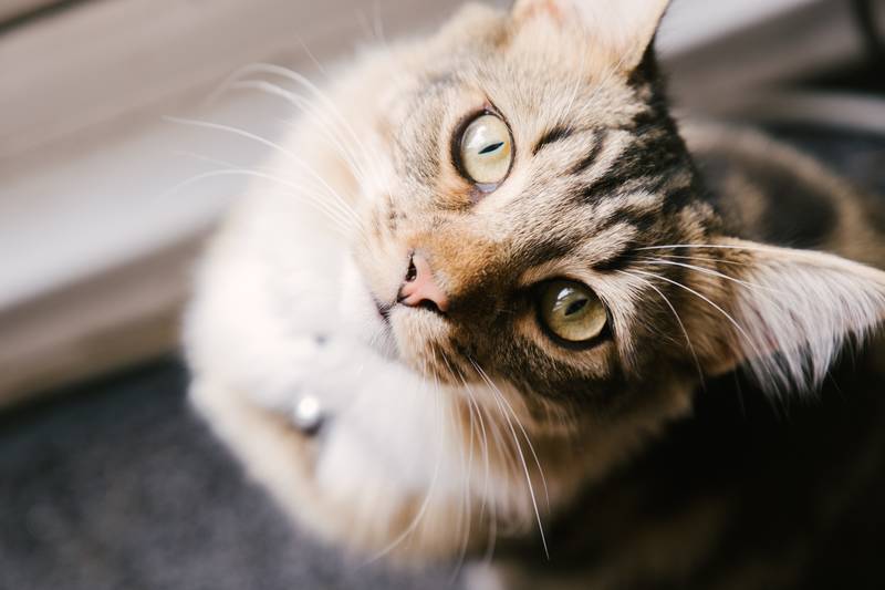 f:id:goolegleu:20190128212532j:plain f:id:goolegleu:20190128212532j:plain