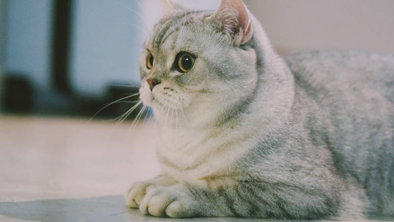 f:id:goolegleu:20190128212533j:plain f:id:goolegleu:20190128212533j:plain