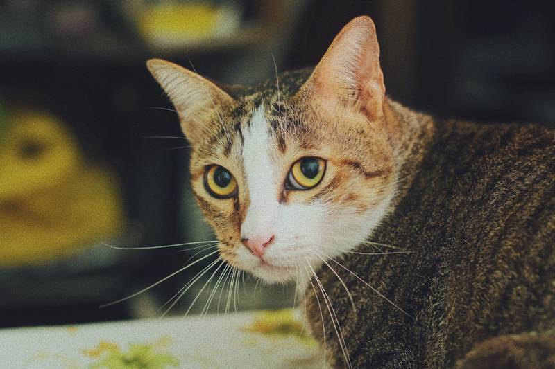 f:id:goolegleu:20190128212538j:plain f:id:goolegleu:20190128212538j:plain