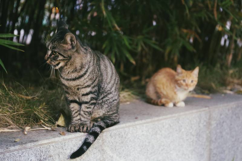 f:id:goolegleu:20190128212541j:plain f:id:goolegleu:20190128212541j:plain