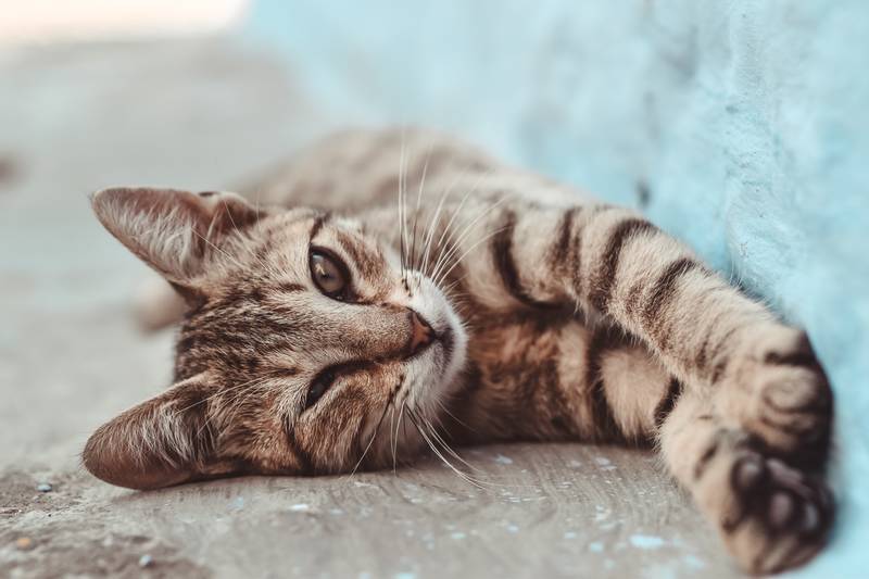 f:id:goolegleu:20190128212542j:plain f:id:goolegleu:20190128212542j:plain
