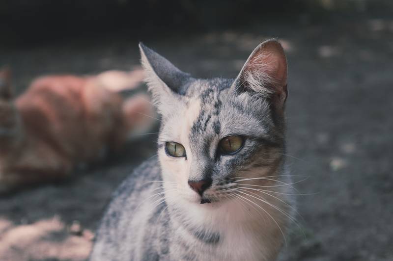 f:id:goolegleu:20190128212545j:plain f:id:goolegleu:20190128212545j:plain