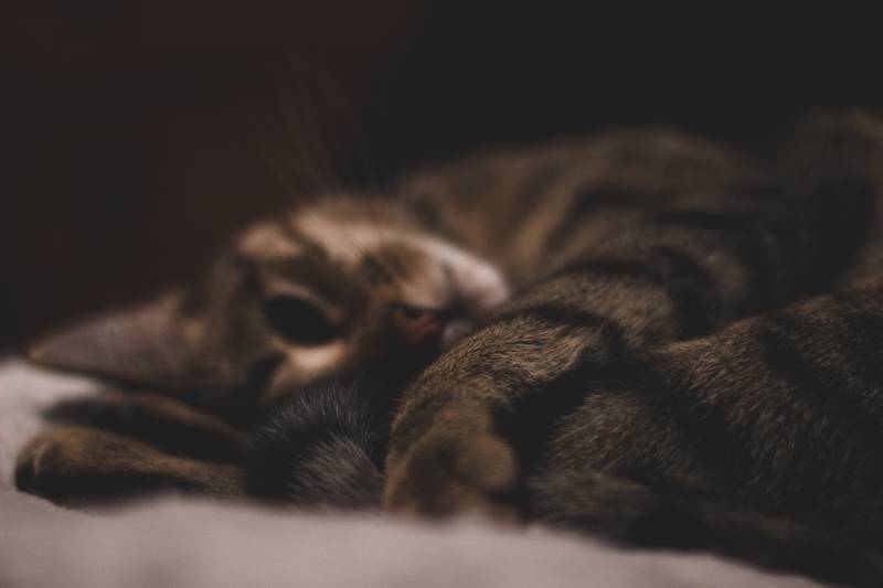 f:id:goolegleu:20190128212554j:plain f:id:goolegleu:20190128212554j:plain