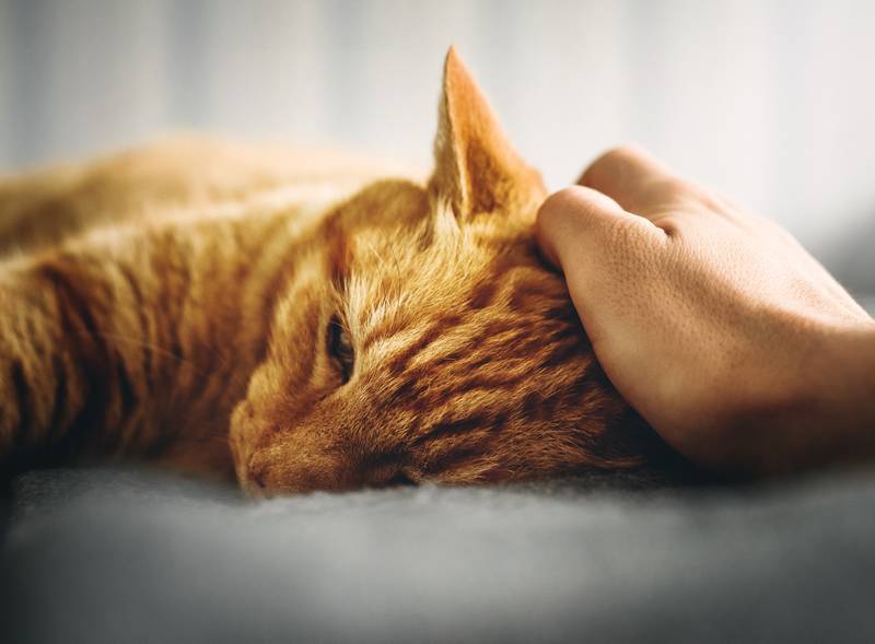 f:id:goolegleu:20190128222913j:plain f:id:goolegleu:20190128222913j:plain