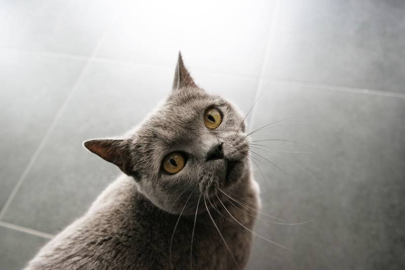 f:id:goolegleu:20190128222917j:plain f:id:goolegleu:20190128222917j:plain