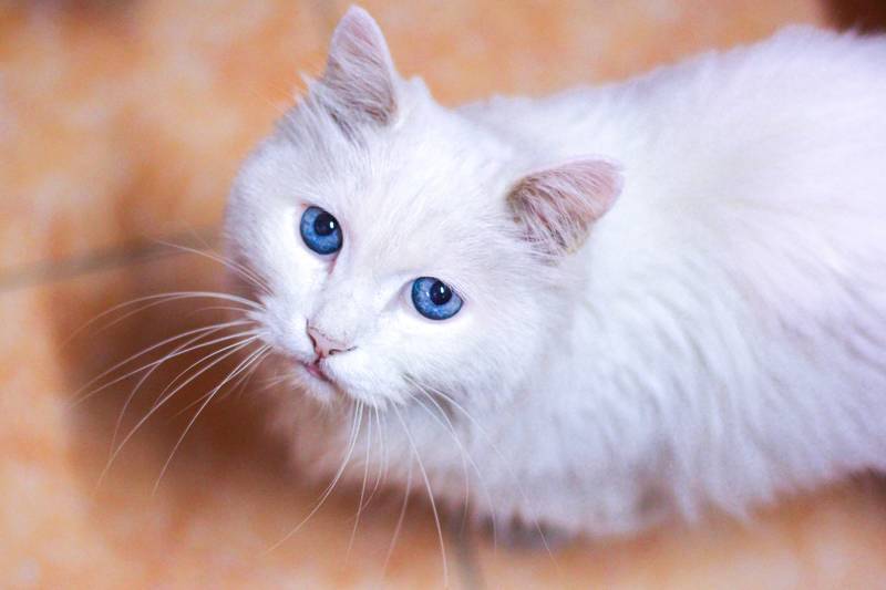 f:id:goolegleu:20190128222925j:plain f:id:goolegleu:20190128222925j:plain