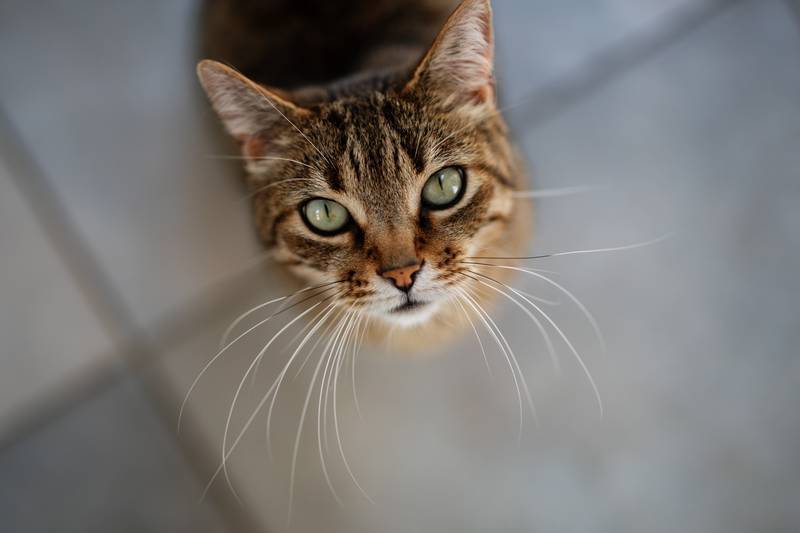 f:id:goolegleu:20190128222930j:plain f:id:goolegleu:20190128222930j:plain