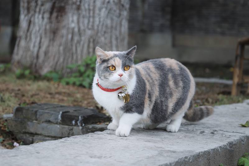 f:id:goolegleu:20190128222932j:plain f:id:goolegleu:20190128222932j:plain