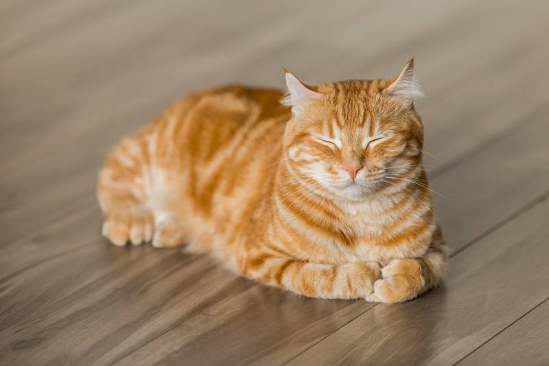 f:id:goolegleu:20190204191129j:plain f:id:goolegleu:20190204191129j:plain