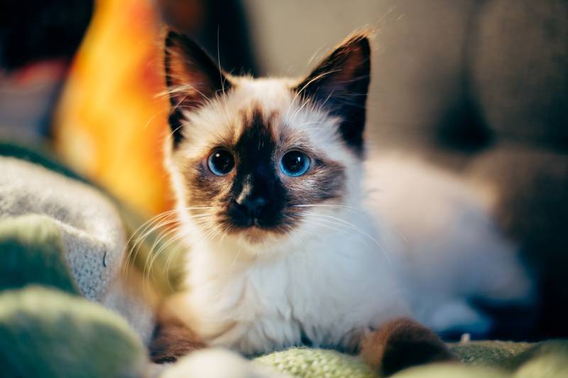 f:id:goolegleu:20190204202315j:plain f:id:goolegleu:20190204202315j:plain