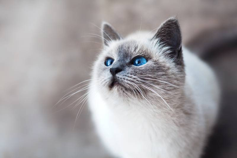 f:id:goolegleu:20190211221519j:plain f:id:goolegleu:20190211221519j:plain
