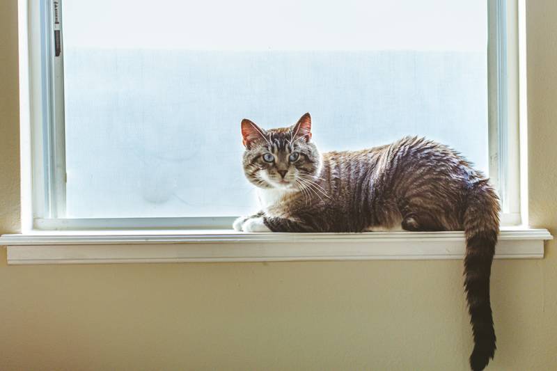 f:id:goolegleu:20190214210934j:plain f:id:goolegleu:20190214210934j:plain