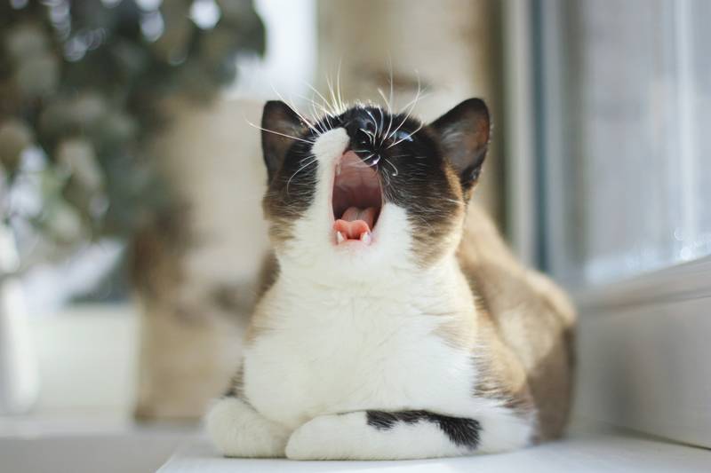 f:id:goolegleu:20190225193728j:plain f:id:goolegleu:20190225193728j:plain