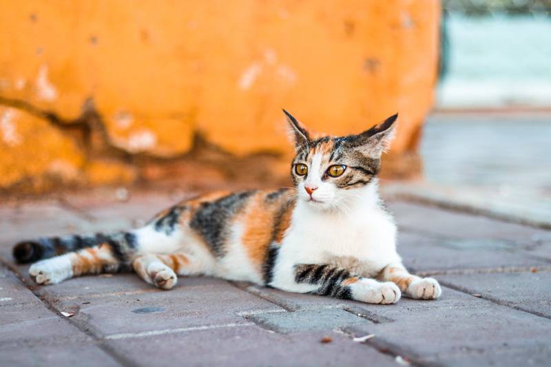 f:id:goolegleu:20190307195354j:plain f:id:goolegleu:20190307195354j:plain