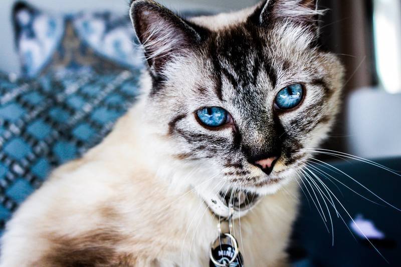 f:id:goolegleu:20190307195417j:plain f:id:goolegleu:20190307195417j:plain