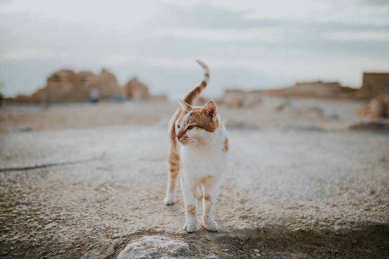 f:id:goolegleu:20190311193359j:plain f:id:goolegleu:20190311193359j:plain