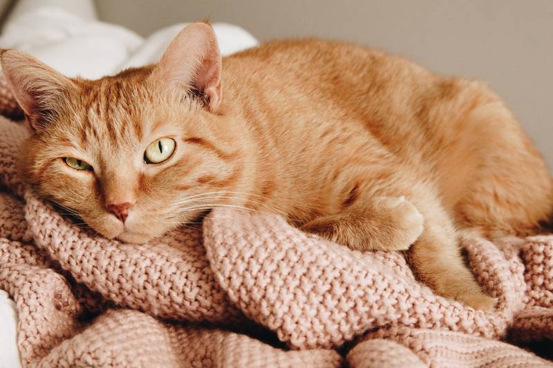 f:id:goolegleu:20190311193418j:plain f:id:goolegleu:20190311193418j:plain