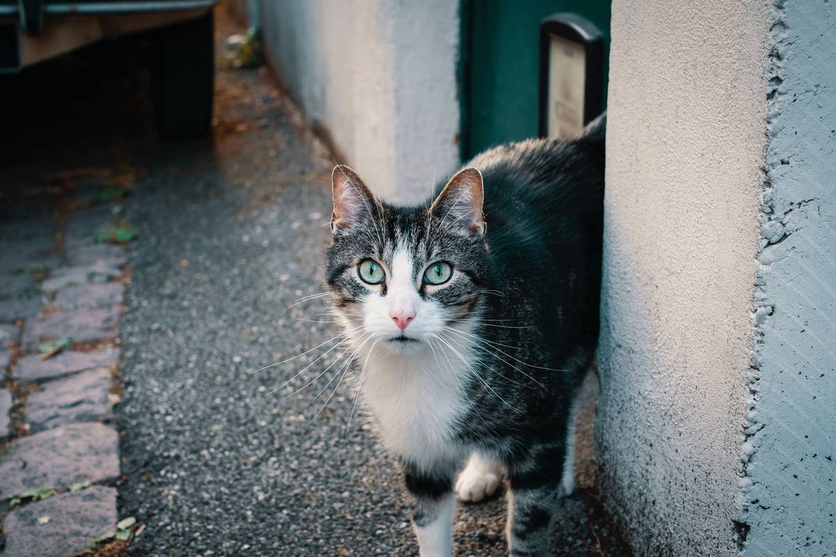 f:id:goolegleu:20190314195320j:plain f:id:goolegleu:20190314195320j:plain