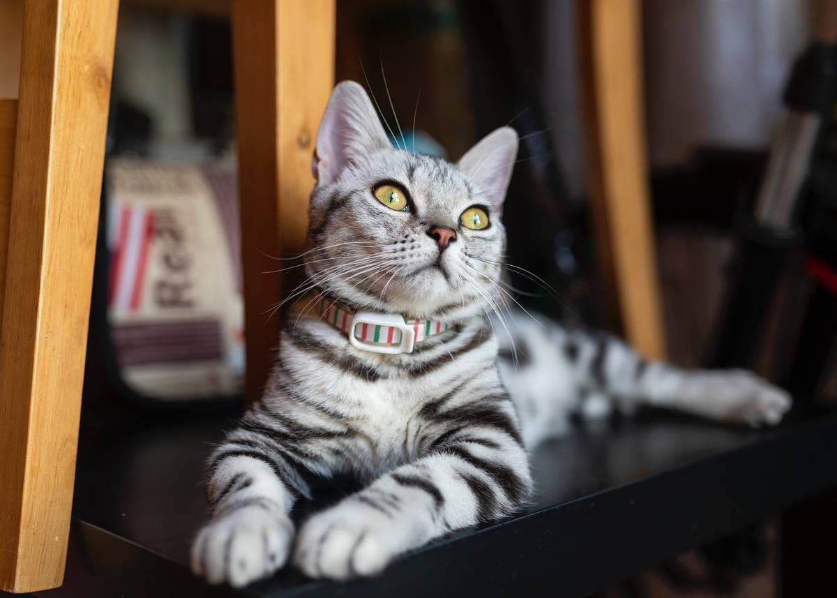 f:id:goolegleu:20190314195335j:plain f:id:goolegleu:20190314195335j:plain