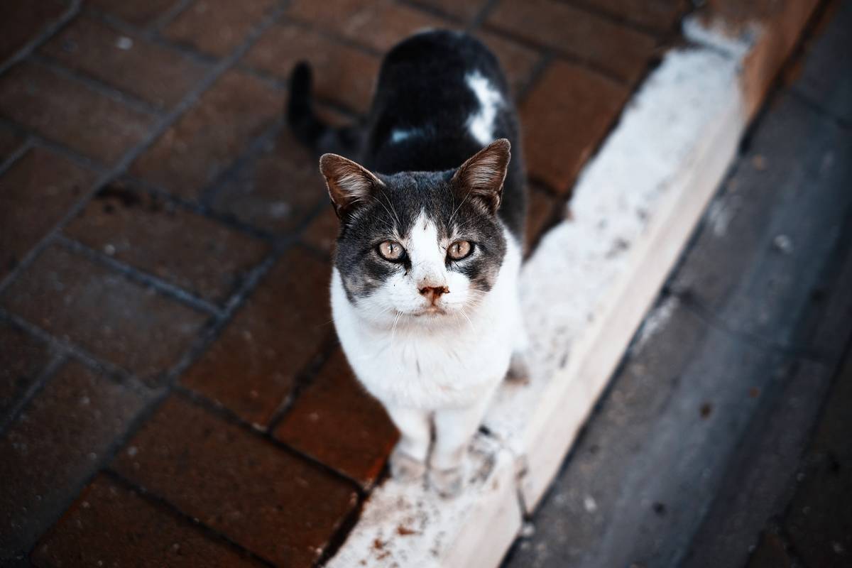 f:id:goolegleu:20190325195050j:plain f:id:goolegleu:20190325195050j:plain