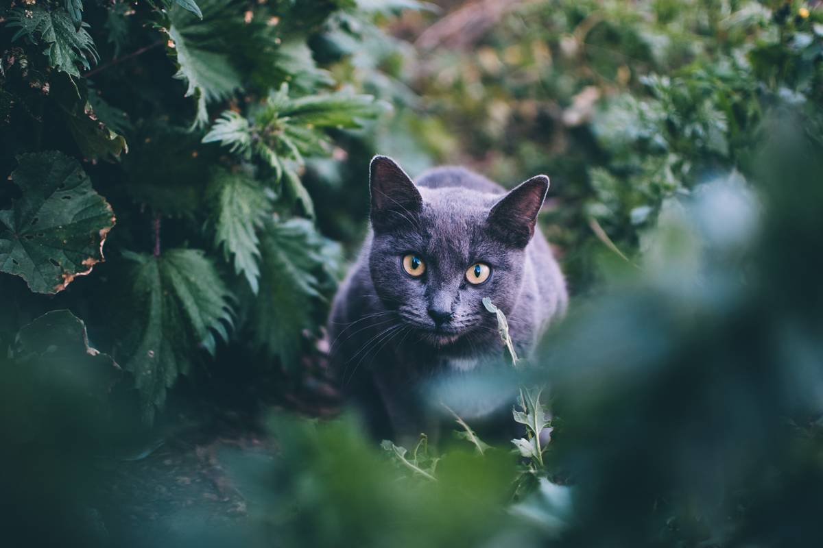 f:id:goolegleu:20190328195738j:plain f:id:goolegleu:20190328195738j:plain