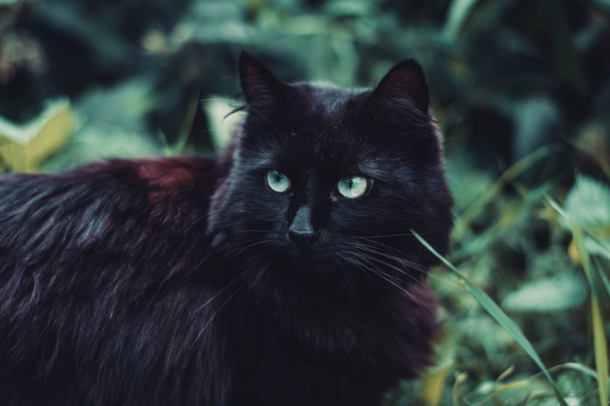 f:id:goolegleu:20190404195007j:plain f:id:goolegleu:20190404195007j:plain