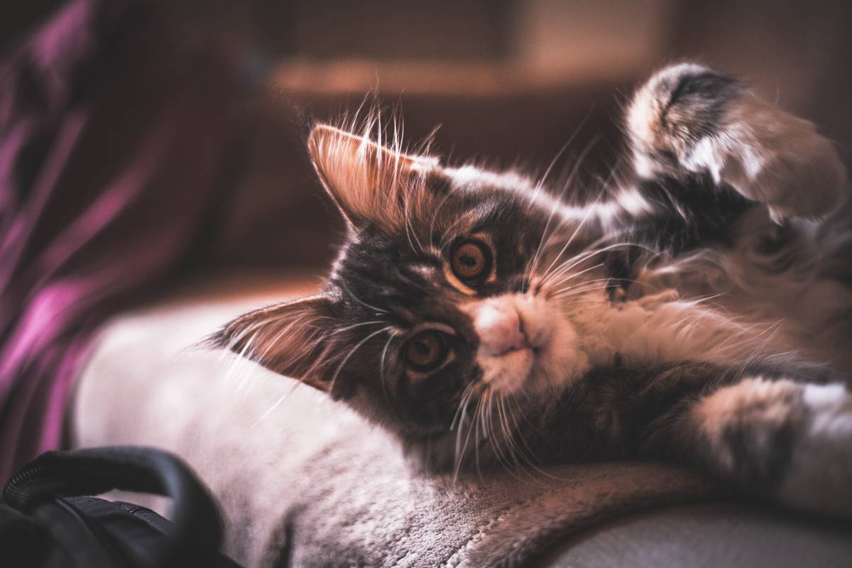 f:id:goolegleu:20190404195027j:plain f:id:goolegleu:20190404195027j:plain