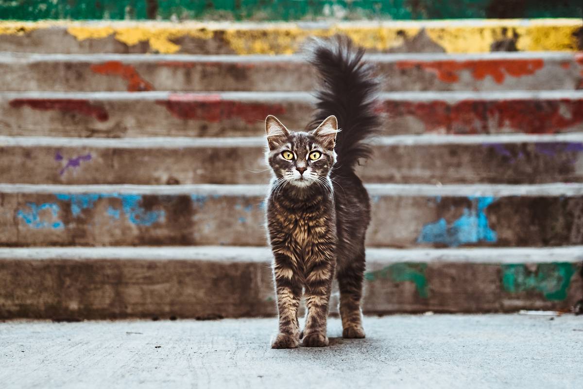 f:id:goolegleu:20190408195654j:plain f:id:goolegleu:20190408195654j:plain