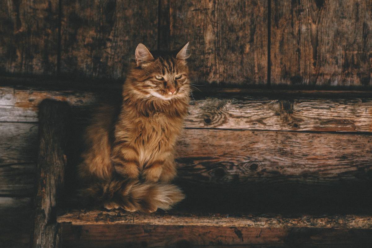 f:id:goolegleu:20190411194017j:plain f:id:goolegleu:20190411194017j:plain