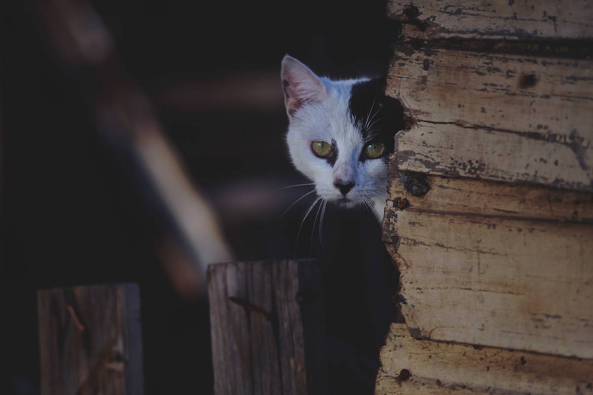 f:id:goolegleu:20190418201429j:plain f:id:goolegleu:20190418201429j:plain