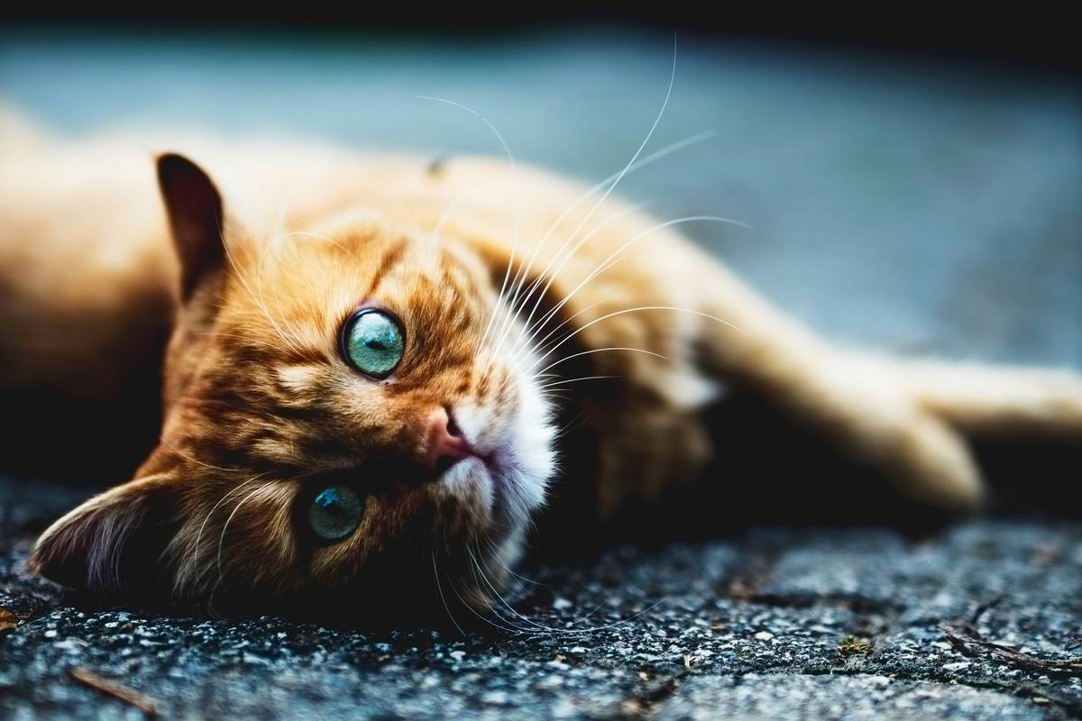 f:id:goolegleu:20190504211218j:plain f:id:goolegleu:20190504211218j:plain
