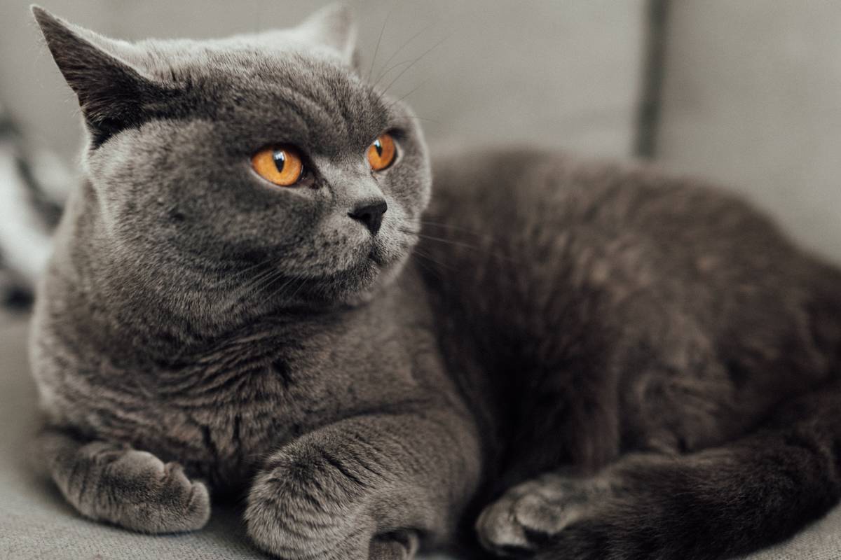 f:id:goolegleu:20190504211240j:plain f:id:goolegleu:20190504211240j:plain